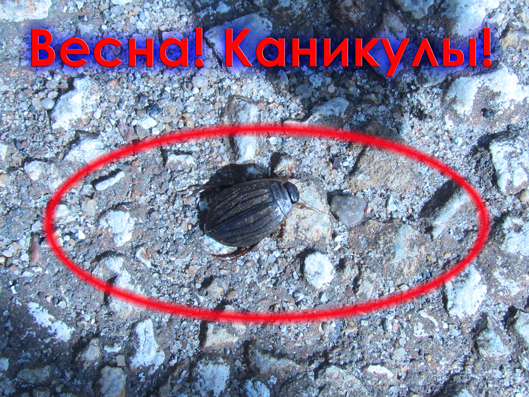 Курсы английского языка в Локса? Каникулы Курсы английского языка в Локса? Каникулы